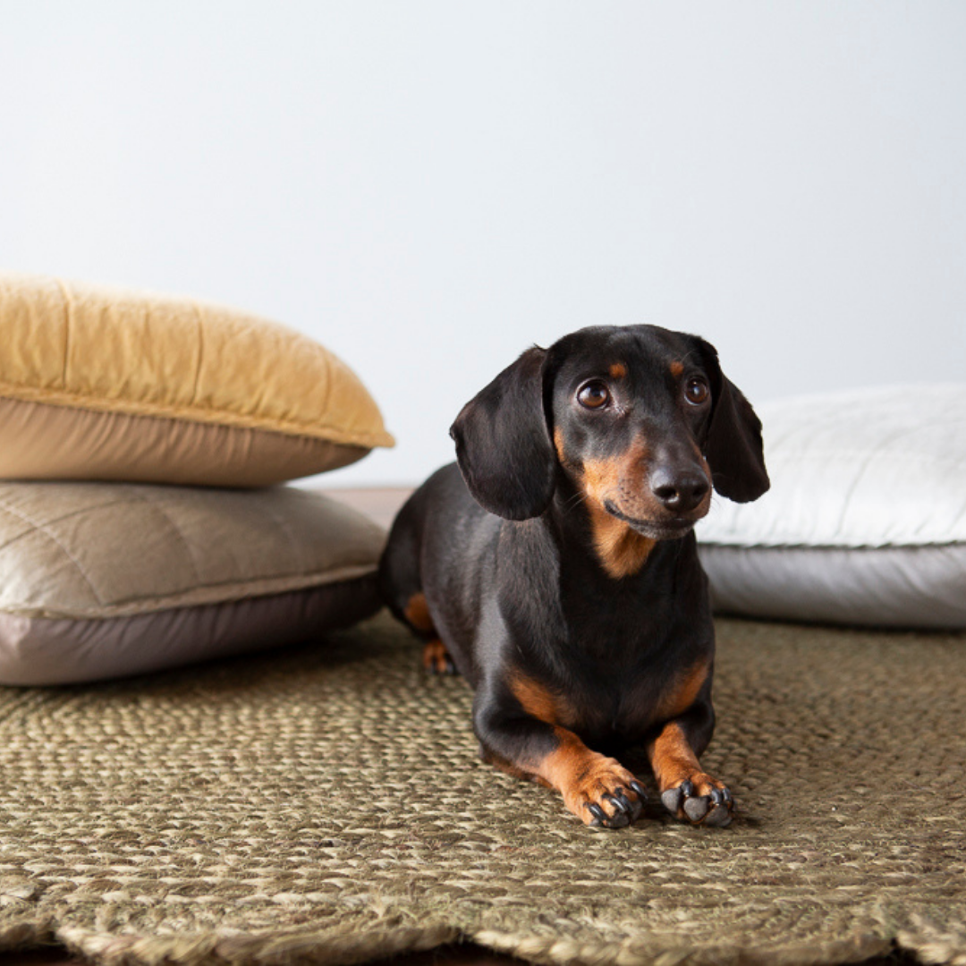 A shot of a dog laying on a woven rugs with sel throw pillows 18x18 in Fog and Honeycomb, 24x24 in Cloud in the background